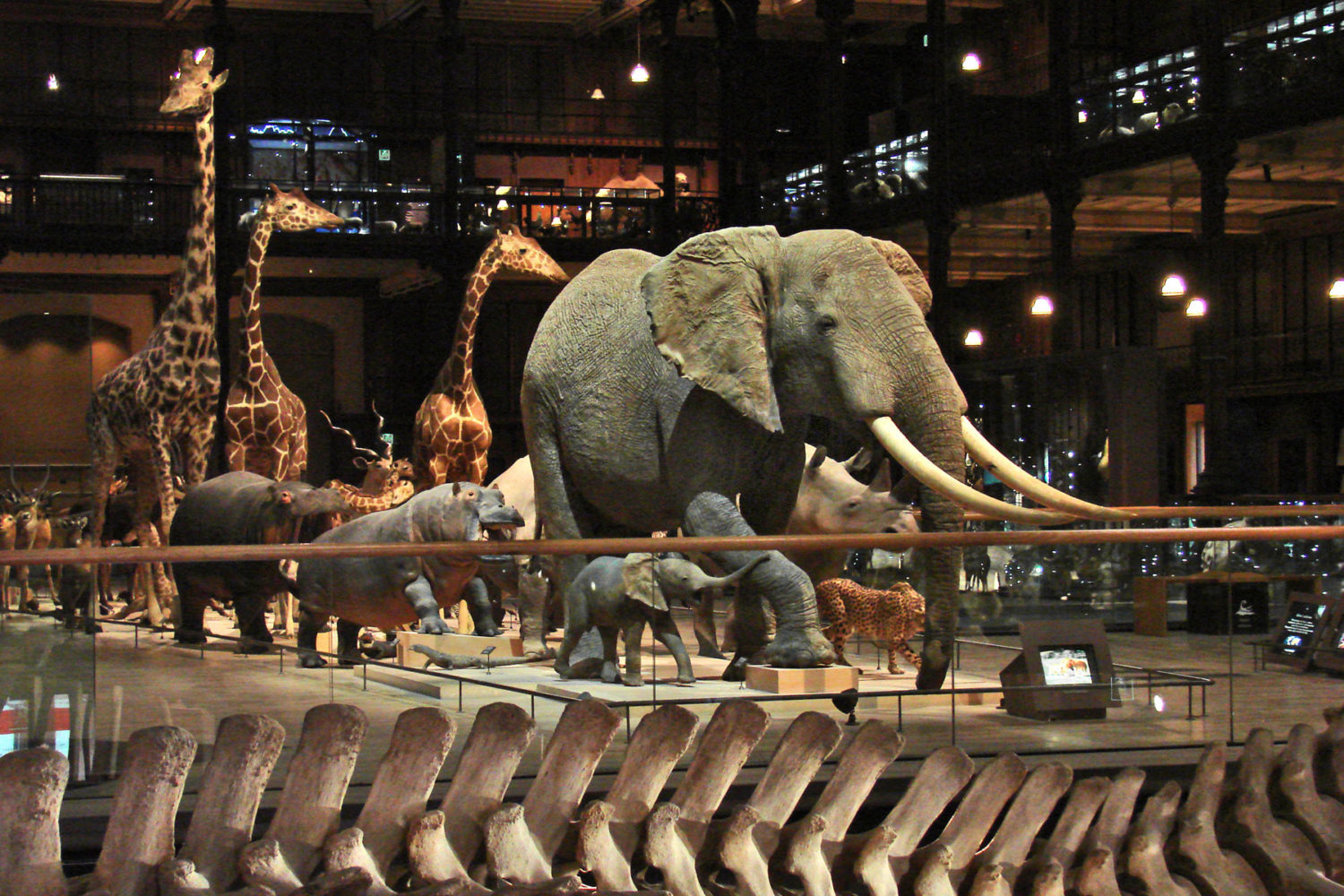 La Galerie De L'évolution (Museum Nat. D'histoire Naturelle)